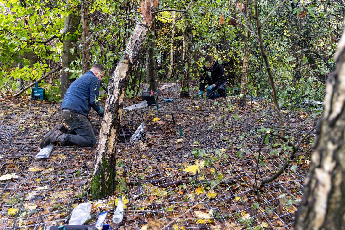 Crown & Burrow ecologists installing licensed protected-species exclusion mesh on a development site